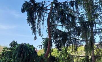 FOTO:  Orez stromov v Ružinove pobúril obyvateľov. Je to biomasaker?