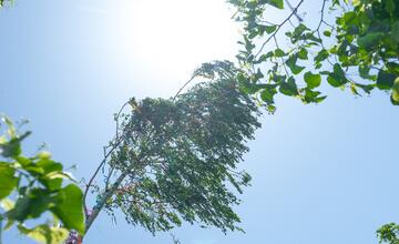 FOTO: Takto stavali máj v Senci. S veľa stužkami a úsmevom na tvári