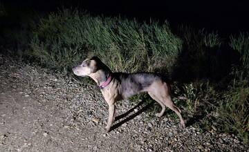 FOTO: Pátranie po pani Kláre malo úspešný koniec