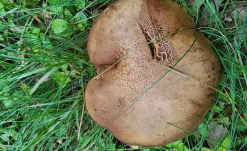 FOTO: Hubárska sezóna štartuje aj v okolí Bratislavy 