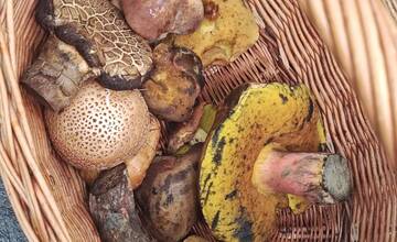 FOTO: Hubárska sezóna štartuje aj v okolí Bratislavy 