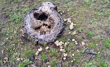 FOTO: Hubárska sezóna štartuje aj v okolí Bratislavy 