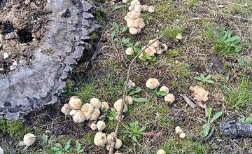 FOTO: Hubárska sezóna štartuje aj v okolí Bratislavy 