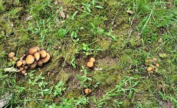 FOTO: Hubárska sezóna štartuje aj v okolí Bratislavy 