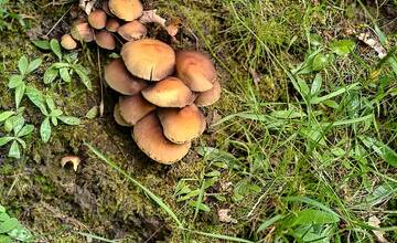 FOTO: Hubárska sezóna štartuje aj v okolí Bratislavy 