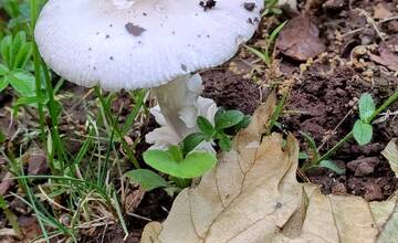 FOTO: Hubárska sezóna štartuje aj v okolí Bratislavy 