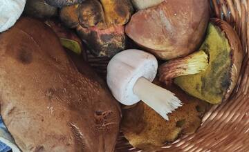 FOTO: Hubárska sezóna štartuje aj v okolí Bratislavy 