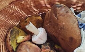 FOTO: Hubárska sezóna štartuje aj v okolí Bratislavy 