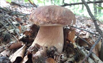 FOTO: Hubárska sezóna štartuje aj v okolí Bratislavy 