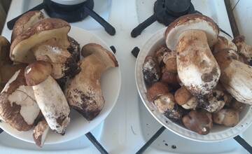 FOTO: Hubárska sezóna štartuje aj v okolí Bratislavy 