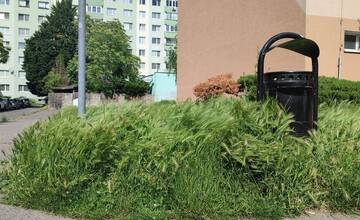 FOTO: Tráva v Podunajských Biskupiciach prerastá obyvateľom cez hlavu