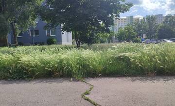 FOTO: Tráva v Podunajských Biskupiciach prerastá obyvateľom cez hlavu