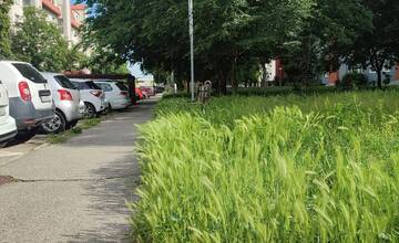 FOTO: Tráva v Podunajských Biskupiciach prerastá obyvateľom cez hlavu