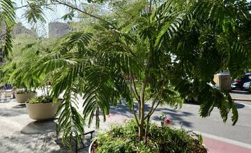 FOTO: Nová zeleň na Dunajskej