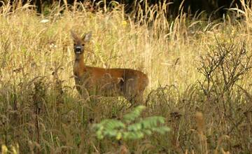 FOTO: Kam do prírody v Rači? Navštívte Malú Baňu, Vypálenisko či vodnú nádrž Vajspeter 