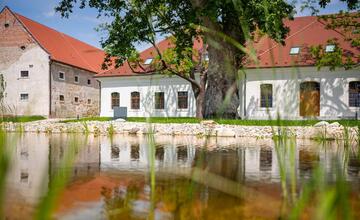 FOTO: V jazierku ekocentra v Čuňove začínajú kvitnúť lekná