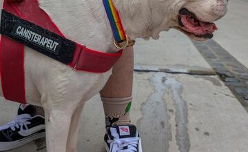 FOTO: Dúhového Pridu sa v Bratislave zúčastnili aj domáci miláčikovia