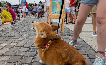 FOTO: Dúhového Pridu sa v Bratislave zúčastnili aj domáci miláčikovia