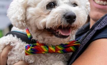 FOTO: Dúhového Pridu sa v Bratislave zúčastnili aj domáci miláčikovia