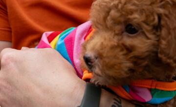 FOTO: Dúhového Pridu sa v Bratislave zúčastnili aj domáci miláčikovia