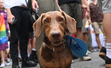 FOTO: Dúhového Pridu sa v Bratislave zúčastnili aj domáci miláčikovia