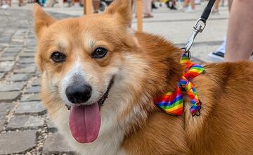 FOTO: Dúhového Pridu sa v Bratislave zúčastnili aj domáci miláčikovia