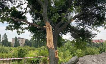 FOTO: Obyvatelia Rače tvrdia, že BVS zničila pri výkopových prácach strom