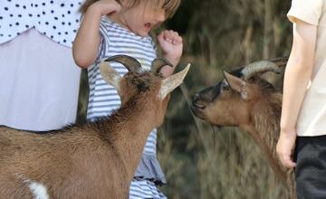 FOTO: V bratislavskej ZOO otvorili nový Gazdovský dvor. Deti si môžu prísť pohladkať kontaktné kozičky 
