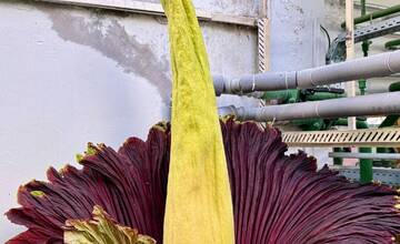 FOTO: V Botanickej záhrade UK rozkvitol vzácny kvet z Indonézie. Kvitne raz za desaťročie