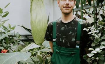 FOTO: V Botanickej záhrade UK rozkvitol vzácny kvet z Indonézie. Kvitne raz za desaťročie