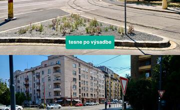 FOTO: Bratislavské ostrovčeky sa po roku rozrástli. Porovnajte si, ako vyzerali predtým