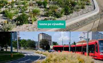 FOTO: Bratislavské ostrovčeky sa po roku rozrástli. Porovnajte si, ako vyzerali predtým