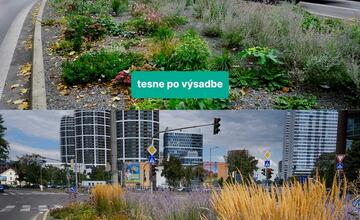 FOTO: Bratislavské ostrovčeky sa po roku rozrástli. Porovnajte si, ako vyzerali predtým