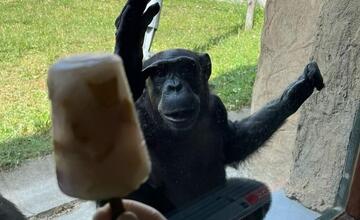 FOTO: Šimpanzy v ZOO Bratislava sa schladili domácimi nanukmi
