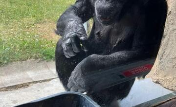 FOTO: Šimpanzy v ZOO Bratislava sa schladili domácimi nanukmi