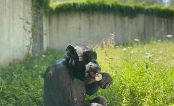 FOTO: Šimpanzy v ZOO Bratislava sa schladili domácimi nanukmi