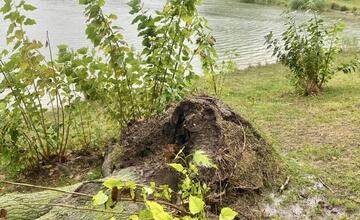 FOTO: Silný vietor v Ružinove vyvracal stromy. Mestská časť vyzerá ako z postapokalyptického filmu
