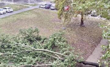 FOTO: Silný vietor v Ružinove vyvracal stromy. Mestská časť vyzerá ako z postapokalyptického filmu