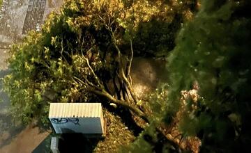 FOTO: Silný vietor v Ružinove vyvracal stromy. Mestská časť vyzerá ako z postapokalyptického filmu