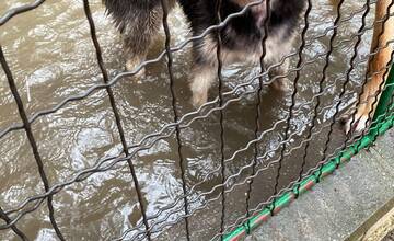 FOTO: Slobodu zvierat zaplavila voda, na výbehy spadol strom