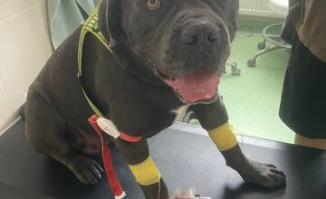 FOTO: Váš psík môže zachrániť život ďalšiemu. Kto môže byť psí darca?