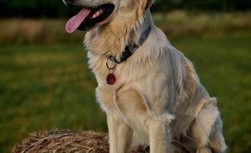 FOTO: Váš psík môže zachrániť život ďalšiemu. Kto môže byť psí darca?