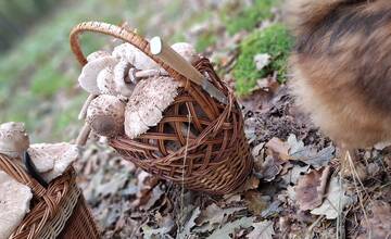 FOTO: Hubárske úlovky v okolí Bratislavy