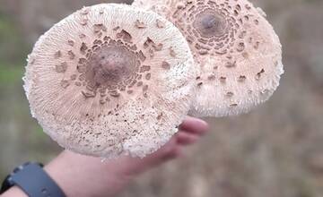 FOTO: Hubárske úlovky v okolí Bratislavy