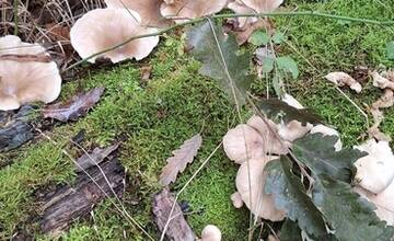 FOTO: Hubárske úlovky v okolí Bratislavy