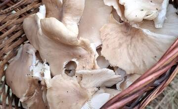 FOTO: Hubárske úlovky v okolí Bratislavy