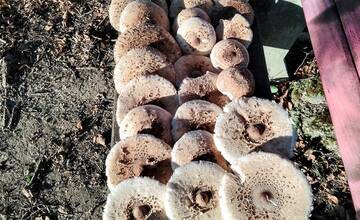 FOTO: Hubárske úlovky v okolí Bratislavy