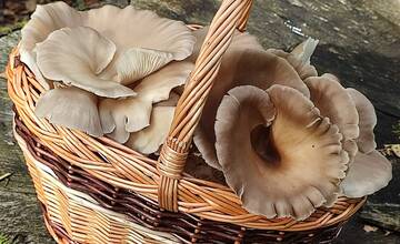 FOTO: Hubárske úlovky v okolí Bratislavy