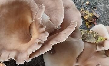 FOTO: Hubárske úlovky v okolí Bratislavy