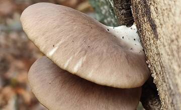 FOTO: Hubárske úlovky v okolí Bratislavy